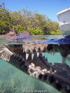 Sat very still in the mangroves of Jardines de la Reina, ... by Gary Grayson 